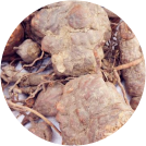 Nourishing Roots