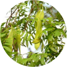 Purifying Botanicals