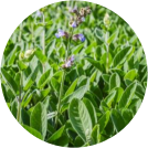 Herbal Revitalizers